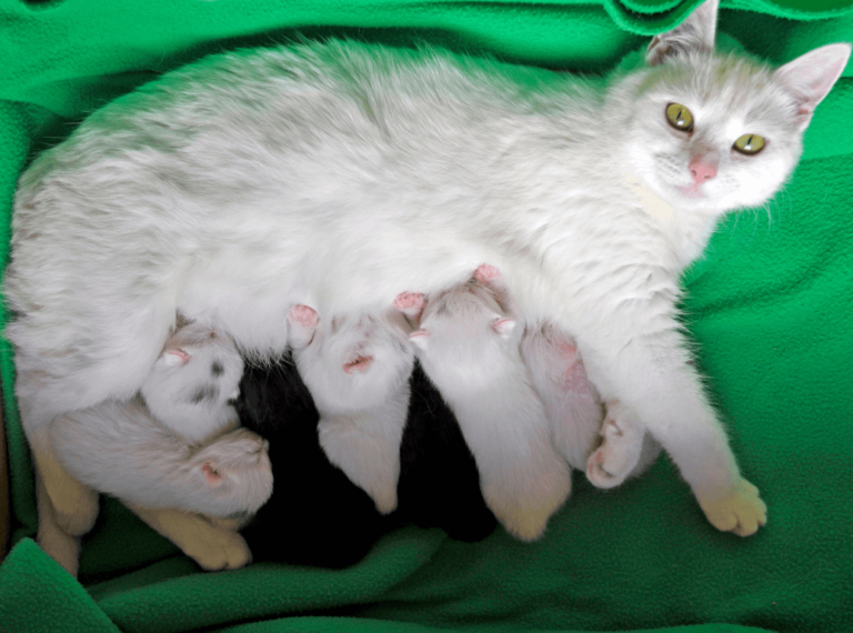 A mother cat nursing kittens.