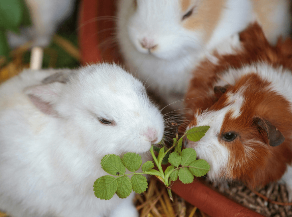 Rabbits and guinea pigs eating leaves