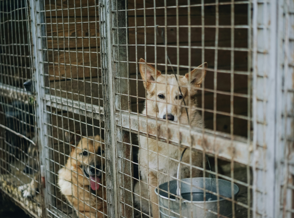 Dogs in a shelter behind metal bars