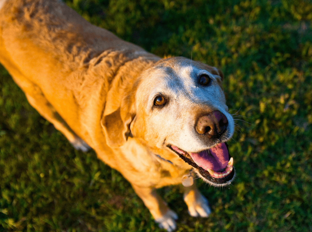 A happy senior dog in the grass