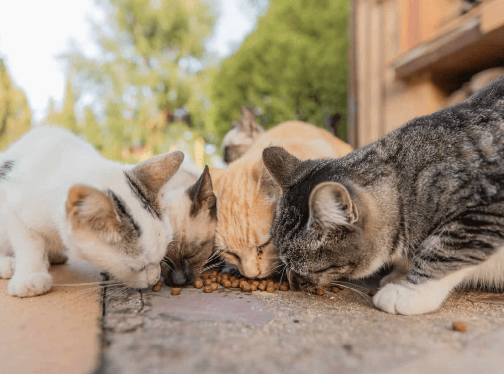 Stray cats eating food outdoors
