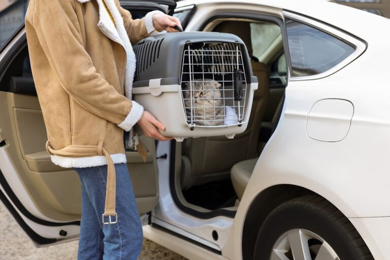 A pet owner placing a cat in a pet carrier into the back seat of a car, preparing for a vet visit for their sick animal.