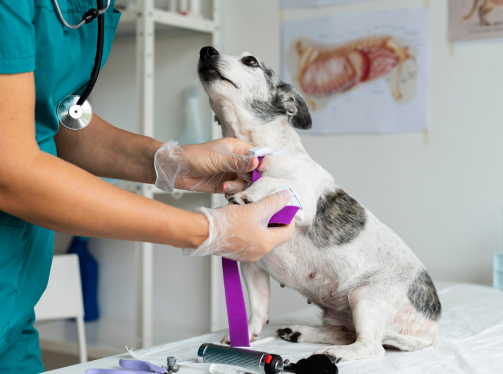 Vet wrapping a dog’s front leg with a purple bandage in a medical examination room.