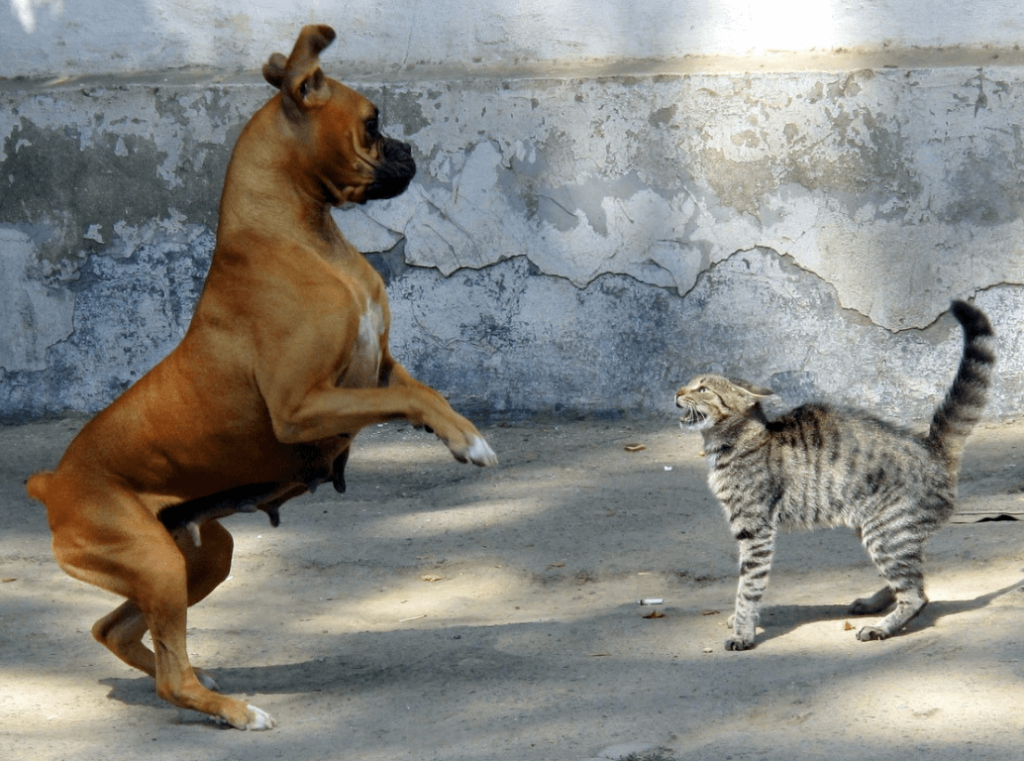 A dog jumps on its hind legs while a cat stands defensively, hissing with its ears back.
