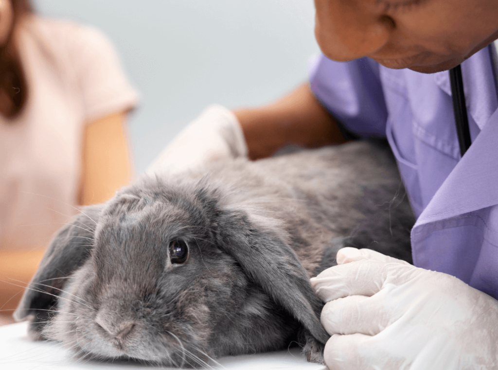 A veterinarian examining a grey rabbit on a table while the pet owner looks on.