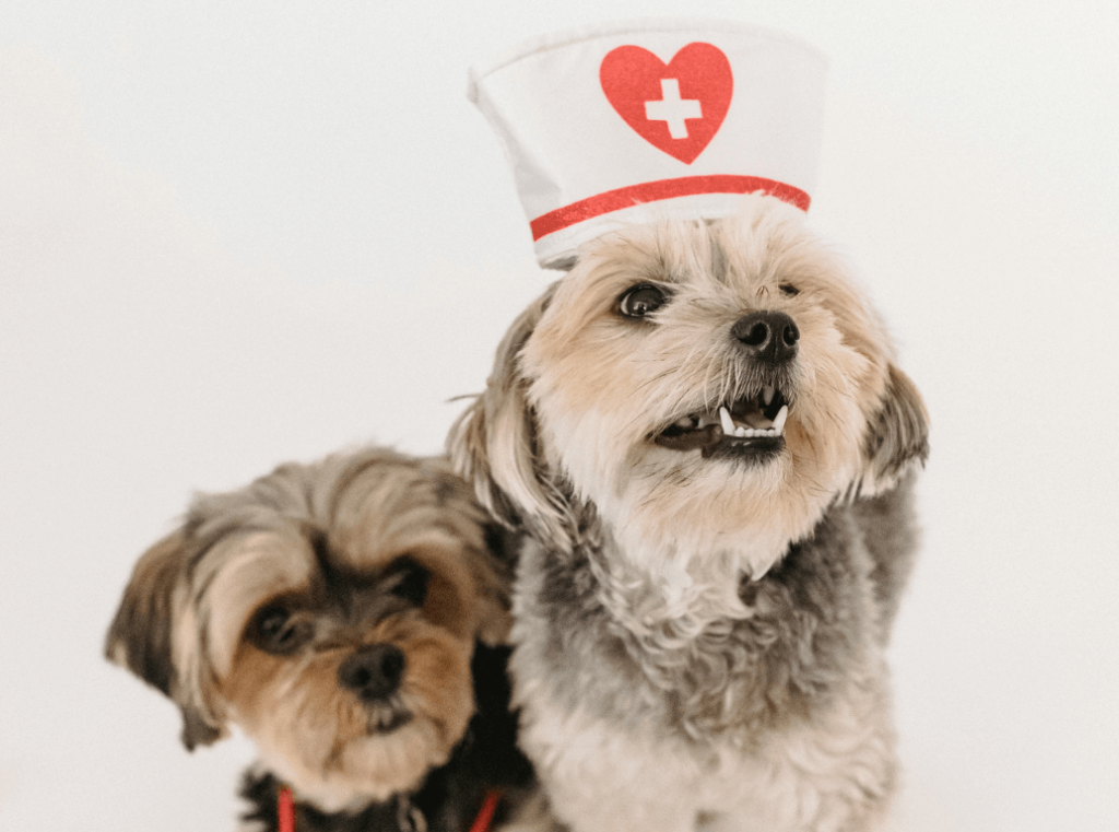 Two small dogs, one dressed as a nurse with a white hat featuring a red heart and cross symbol.