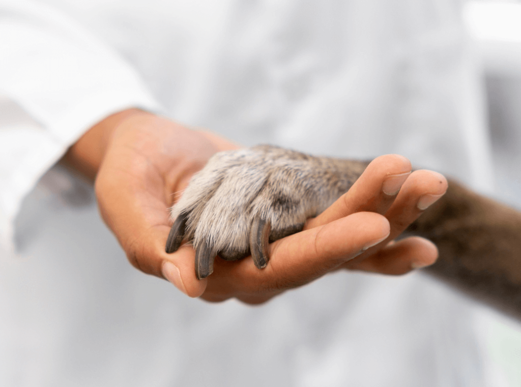 Close-up of a human hand gently holding a dog’s paw, also a sick animal.